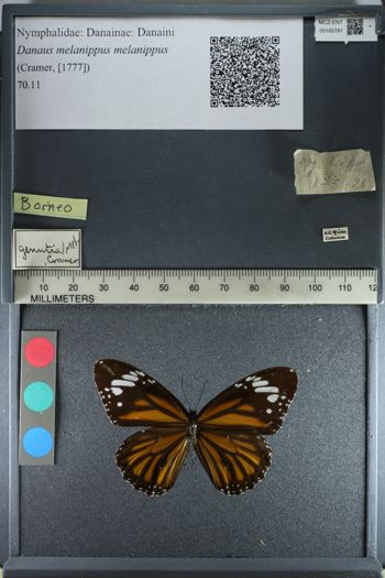 Media type: image;   Entomology 165781
